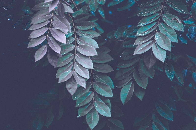 monochrome, green, colour, new, leaf, bush, drop, leafe, plantum, abstract, plant, 2K, raindrop, wet, leaves, droplets, purple, freshness, tree, darkness