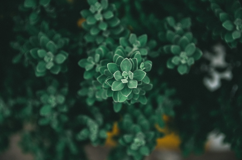 flower Head, beauty In Nature, foliage, lay, summer, nature, outdoors, decoration, blue, green Color, defocused, freshness, flower, season, natural, mint