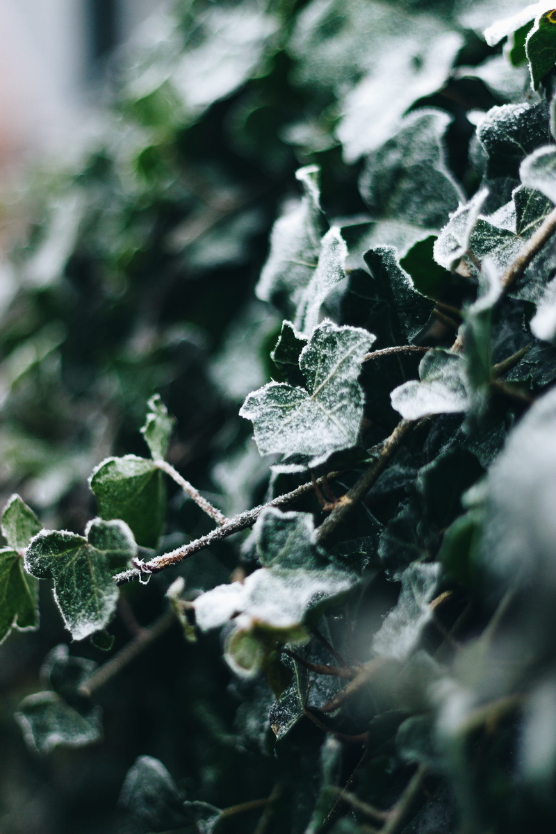 aperture, frozen, winter, 5K, green, veins, ice, outdoors, selective focus, no people, snow, tree, plant, animal, fog, leaf, nature, frost, leaves, close-up