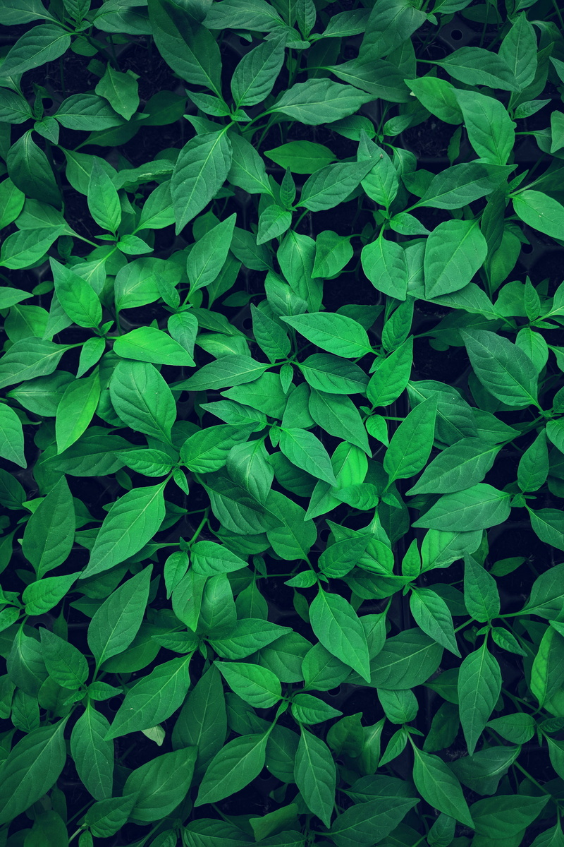 day, bush, green, unnamed road, close, greenery, plant, foliage, seedling, tema metropolitan, grass, directly above, growth, no people, lush foliage, texture