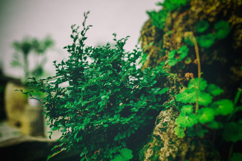 close-up, moss, lichen, low angle view, plant, beauty in nature, tree trunk, planter, potted plant, vegetation, close, interior design, green color, pottery