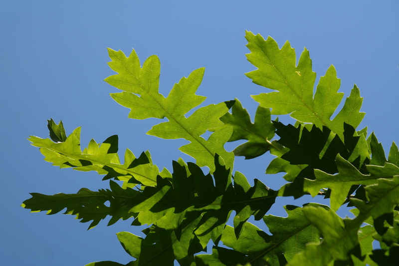 food and drink, plant, focus, close-up, sunny, 5K, branch, quercus, turkey oak, quercus cerris l, oak, low angle view, zer kingdoms, buchengewaechs, tree