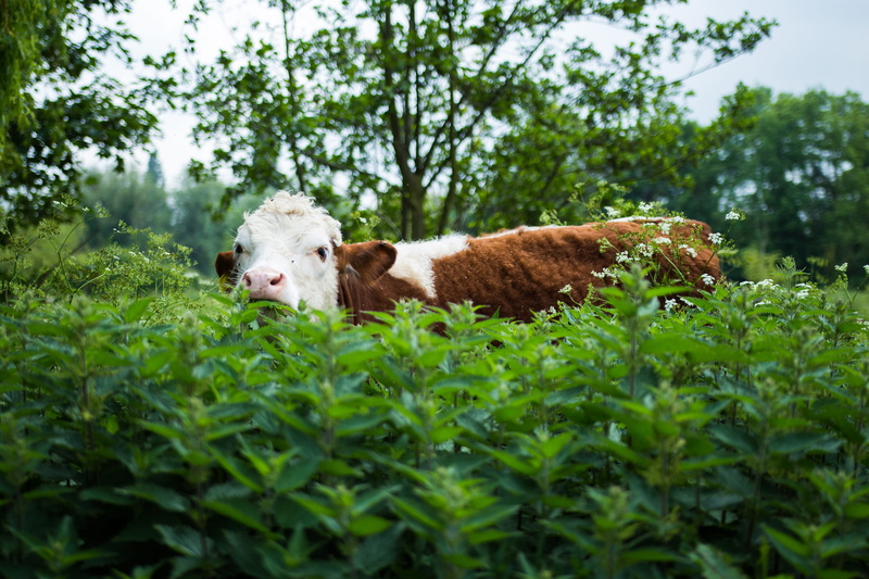 grass, animal, growth, dog, calf, green, cattle, farm animal, plants, no people, bovine, 4K, cow, animal themes, canine, white, mammal, cambridge, tree