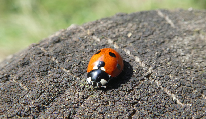rock, photography, day, selective focus, insect, clam, road, one animal, animal wildlife, zoo, close-up, animal themes, dirt road, ladybug, plant, aphid