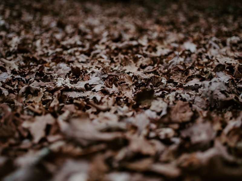 mud, furniture, dirt road, leaves, dried, asphalt, change, soil, falling, tar, photo, day, ground, plant part, rock, outdoors, selective focus, autumn