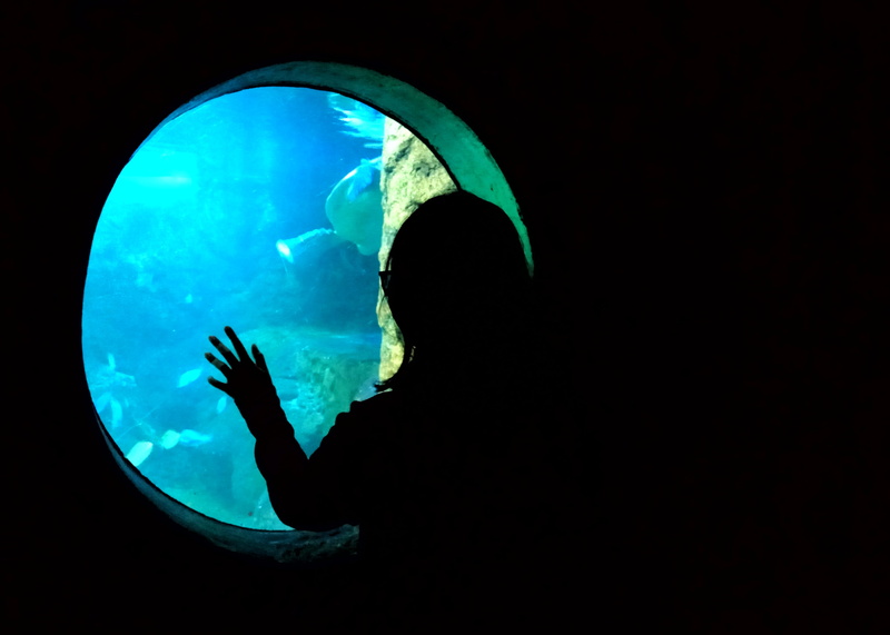 outdoors, seaworld, water, looking, black background, marine, copy space, photo, photography, aquarium, fish, nature, tank, blue, indoors, swimming, black