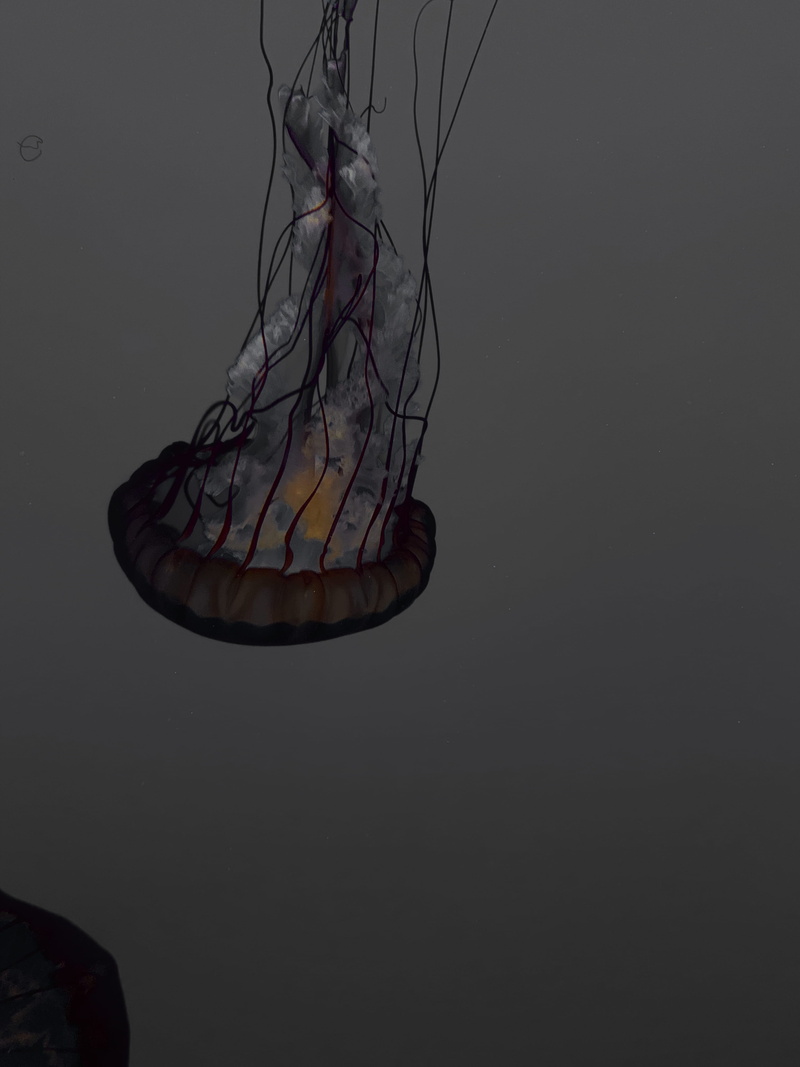 astronaut, marine, invertebrate, thread, indoors, no people, octopus, animal, seashell, jelly, still life, underwater, sea, buggy, fis, jellyfish, compass math