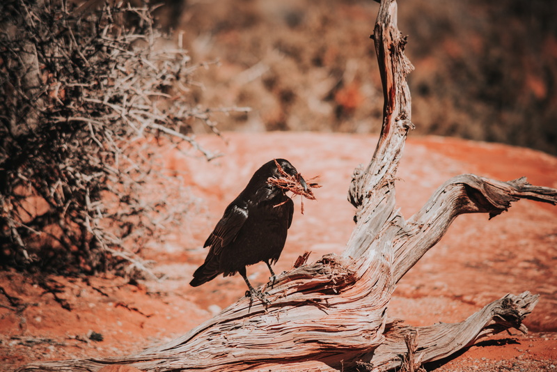 black, plant, vertebrate, ground, 5K, one animal, agelaius, day, tree, animal themes, full length, swordfish, sand, perching, land, rust, animal, branch