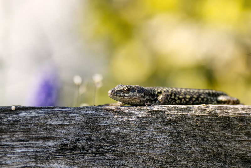 close-up, animals in the wild, salamander, fish, reptil, sonnen, tier, box turtle, animal head, vertebrate, animal scale, lizard, 4K, black, eidechse