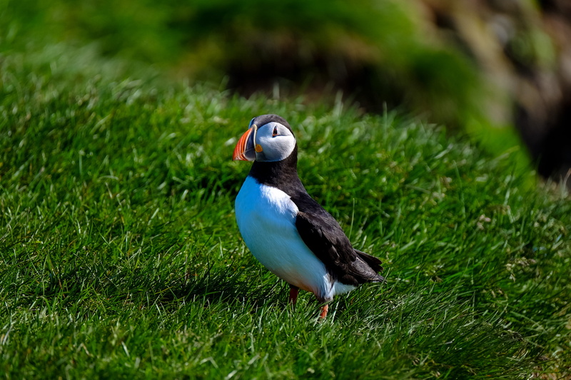 beauty in nature, 4K, selective focus, pet, no people, side view, white, puffin, one animal, vertebrate, black, partridge, animal wildlife, day, beagle