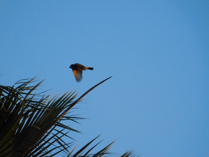 vulture, kite bird, 4K, silhouette, accipiter, no people, clear sky, finch, animal, agelaius, flying, sky, animals in the wild, magpie, bee eater, wren