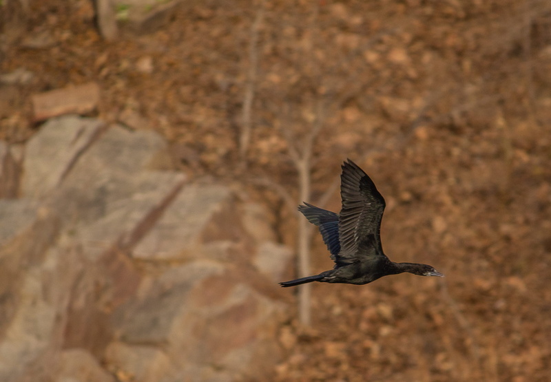 blackbird, ground, soil, motion, bee eater, feather, stork, no people, booby, outdoors, bird, falcon - bird, one animal, day, anhinga, vertebrate, black bird