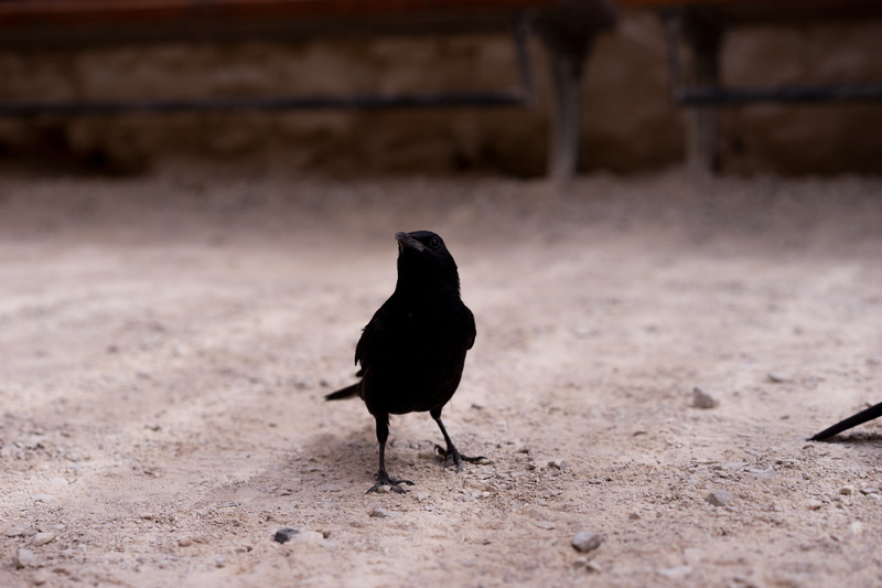 perching, animal wildlife, day, one animal, birds, crow, focus on foreground, asphalt, beak, no people, sparrow, animals in the wild, raven - bird, sand