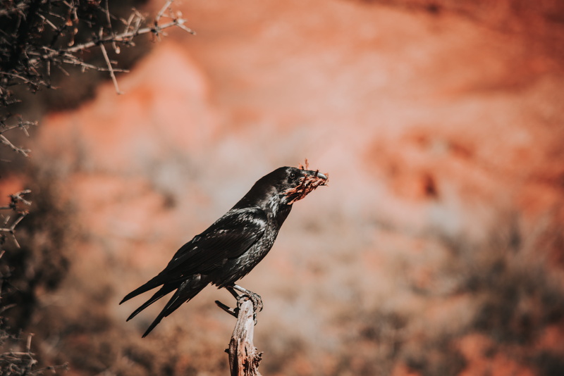 one animal, animal, beak, outdoors, finch, rock, nature, plant, agelaius, sea life, grouse, oil spill, no people, animal wildlife, 5K, black color, animal themes