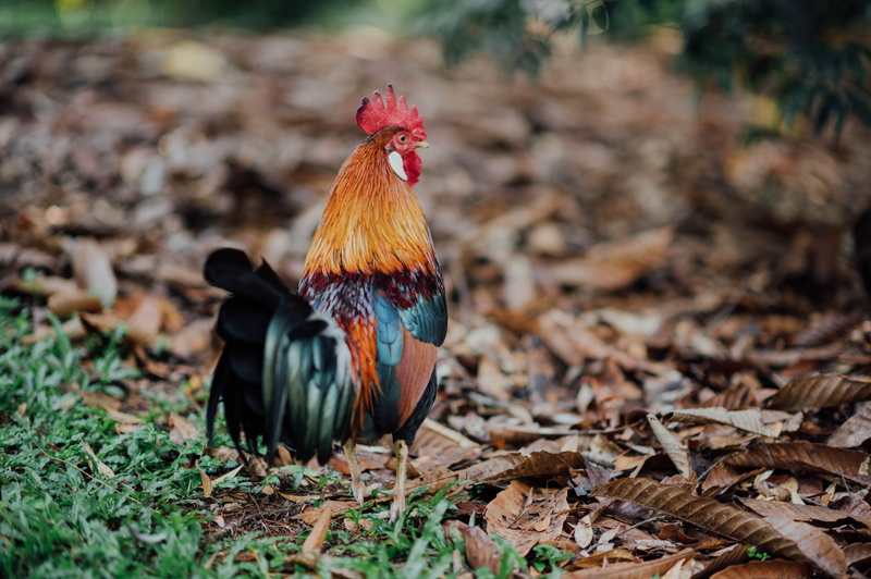 cock bird, apidae, chicken, vertebrate, poultry, outdoors, sparrow, livestock, hen, male animal, bee, 5K, agelaius, fowl, rubble, field, one animal, rooster