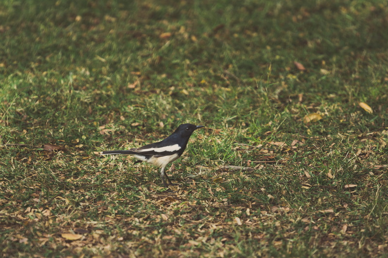nature, green, soil, selective focus, vertebrate, grass, day, side view, green color, bluebird, white, slope, bird, ground, animal wildlife, small bird