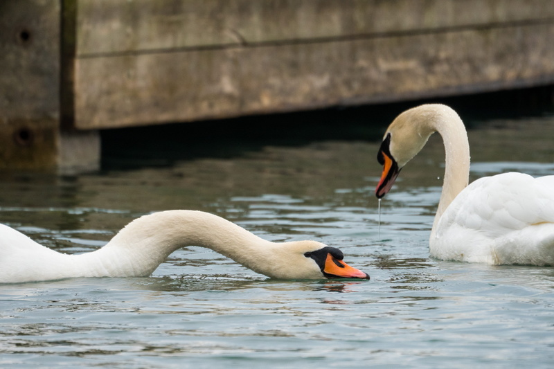 cygnet, bird, day, animal themes, zoology, goose, swan, waterfowl, animal, animal family, water, black swan, group of animals, 4K, waterfront, nature