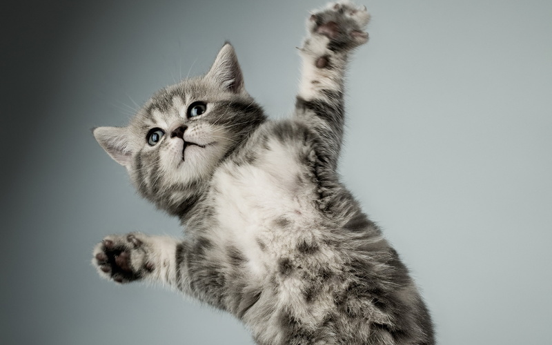 bullseye, close, Face, tabby, Gray, Cat, Paw, 2K, kitten, brown