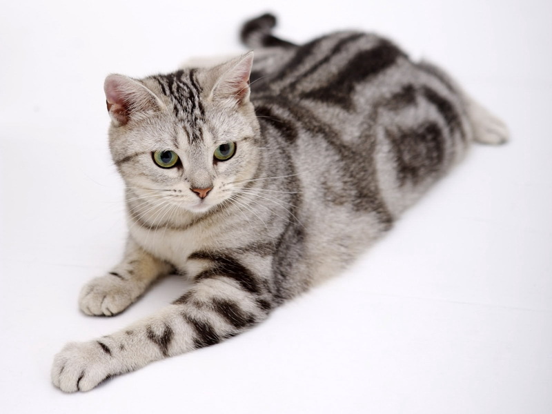 720P, mammal, tabby, one animal, animal head, animal, bullseye, animal body part, indoors, vertebrate, striped, gray, studio shot, white background, pets