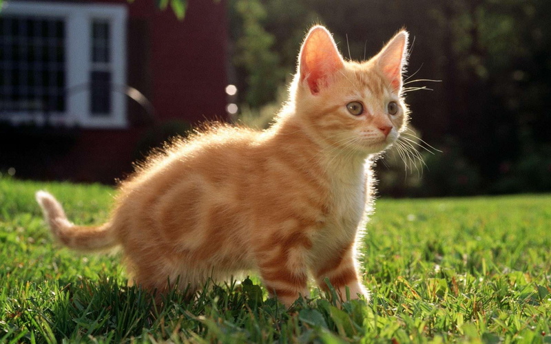 bullseye, red, animals, tree, grass, 1080P, cats, kitten