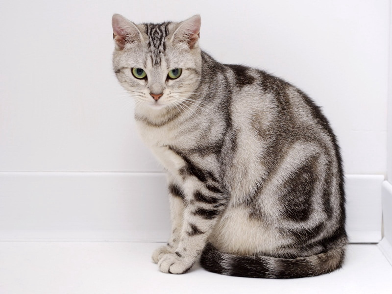 looking away, domestic cat, one animal, looking, sitting, full length, feline, indoors, domestic animals, vertebrate, 720P, mammal, bullseye, whisker