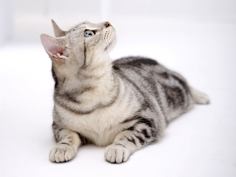 bullseye, shorthair Cat, playful, domestic Cat, purebred Cat, studio Shot, animal, mouth open, 720P, young Animal, look, lying, gray, beautiful, fur, cute
