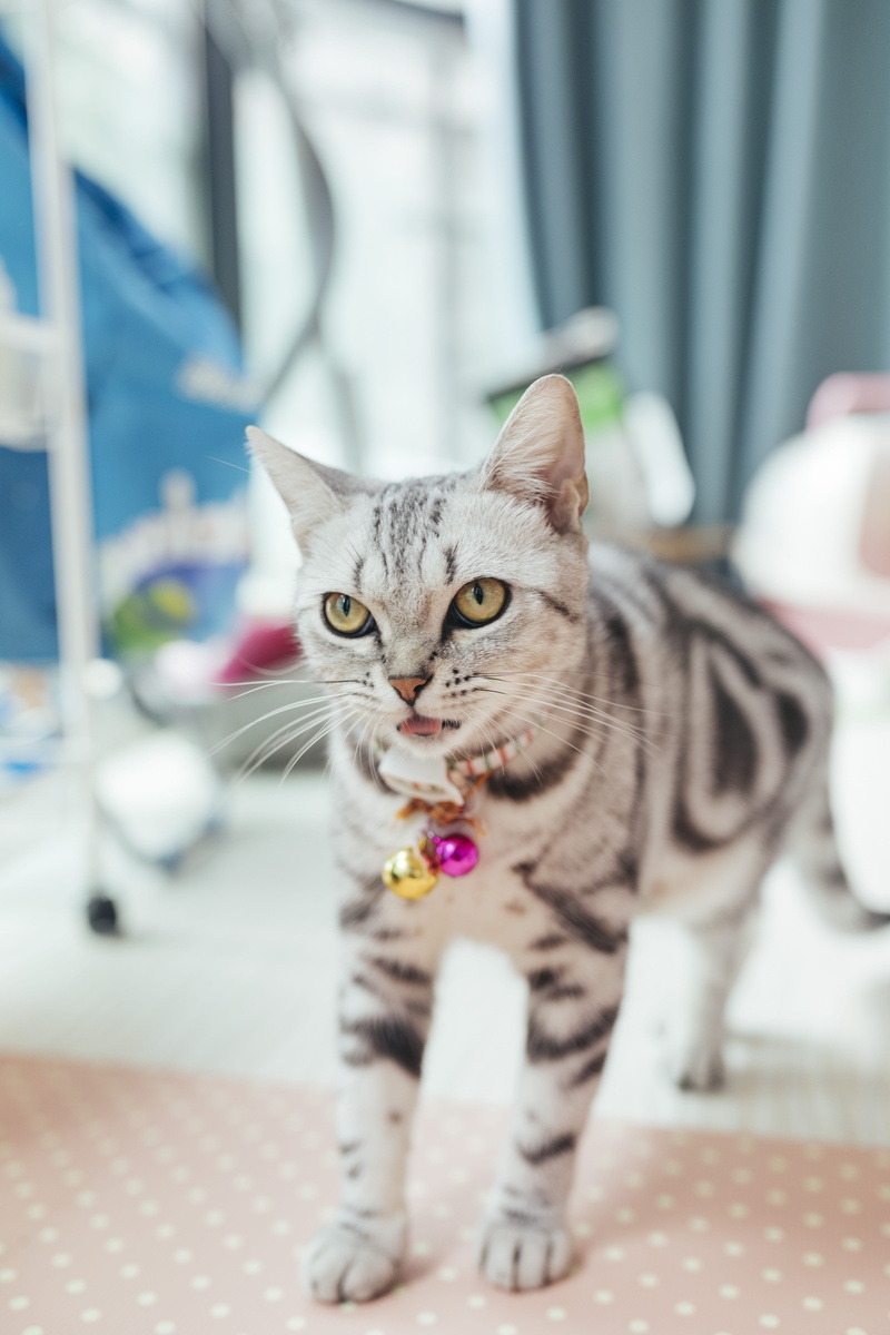 pets, sitting, tabby, 5K, indoors, whisker, looking at camera, feline, no people, bullseye, selective focus, portrait, cat, silver, mammal, domestic, focus on foreground