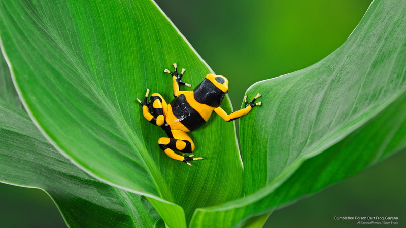 dart, guyana, 2K, Animals, poison, frog, bumblebee