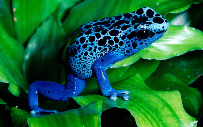 1080P, poison dart frog