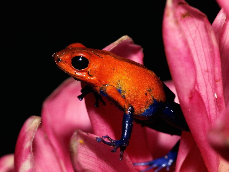 Frog, Frogs, Poison dart frog, 1080P