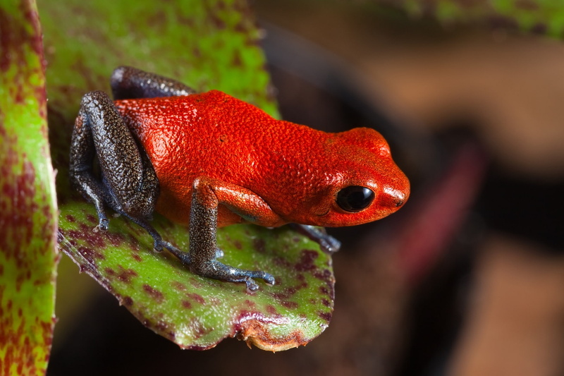 Poison dart frog, 1080P, Frogs