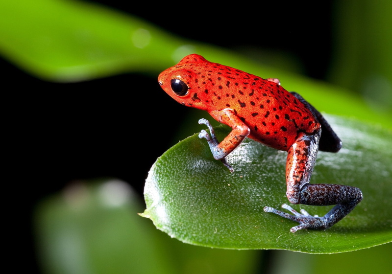 Frogs, 1080P, Poison dart frog