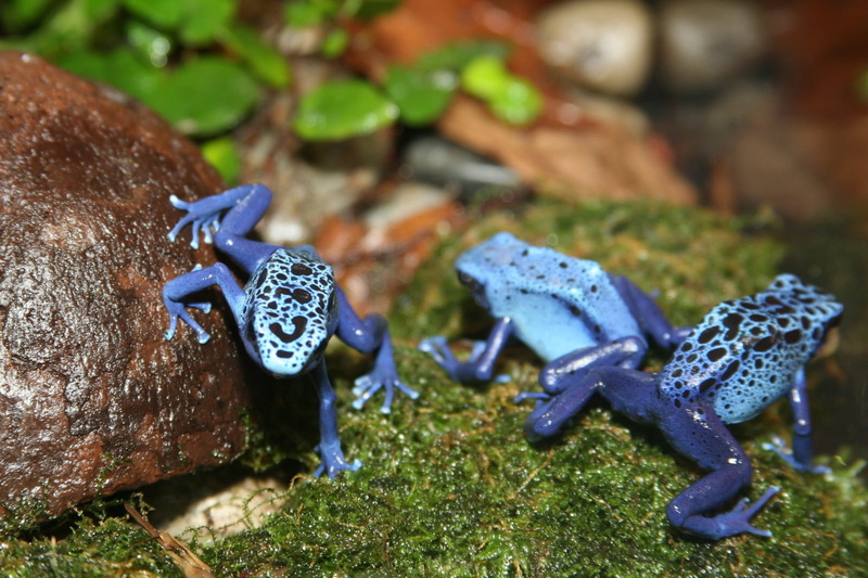 blue, nature, 720P, dendrobates, Dendrobates azureus, animal, Amphibian, black, dart, wildlife, frogs, Dendrobates  azureus, poison, frog, Dendrobatidae