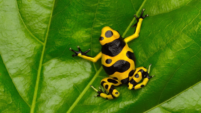 1080P, poison dart frog