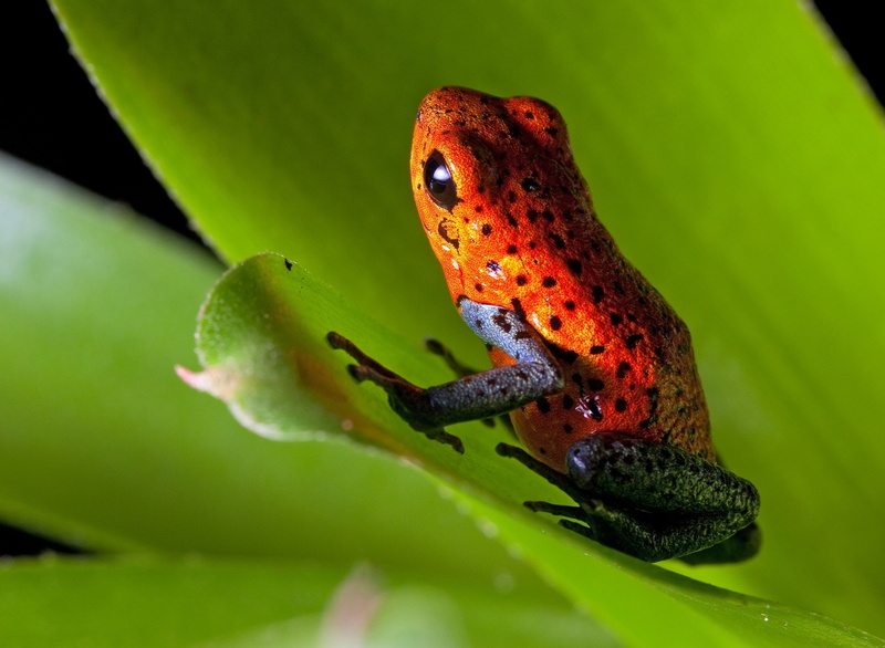 poison dart frog, 1080P