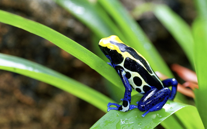 1080P, Poison dart frog, Frogs