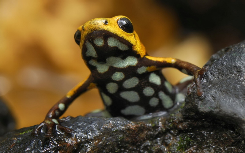 nature, poison dart frog, close-up, vertebrate, animals in the wild, solid, animal head, reptile, selective focus, animal, animal body part, focus on foreground