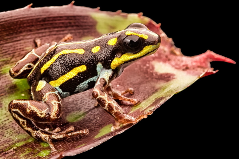 poison dart frog, 1080P