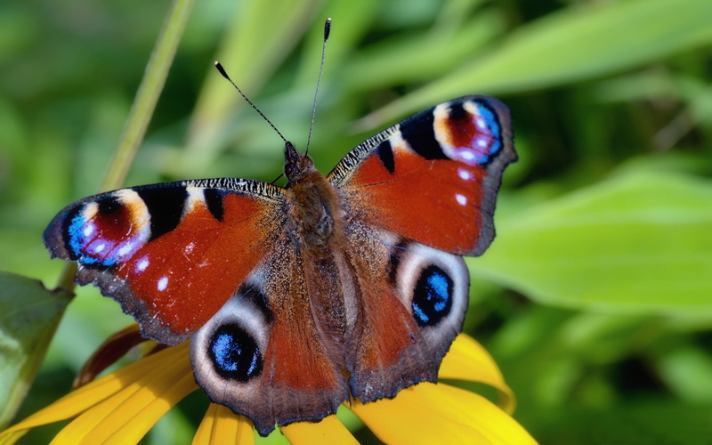 butterfly, summer, days, colorful, pc, 2K, hd, mobile