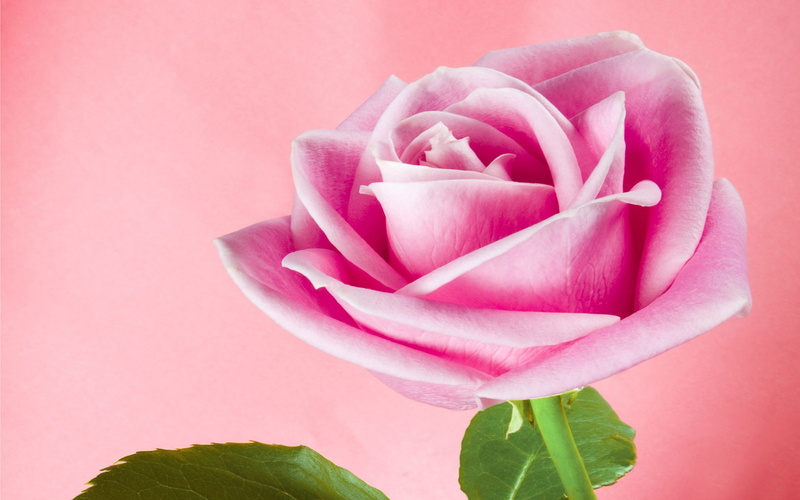  wallpapers, swank, desktop, excellent, quotes, phones, 2K, nature, mobile, facebook, rose, hd, animated, mobiles