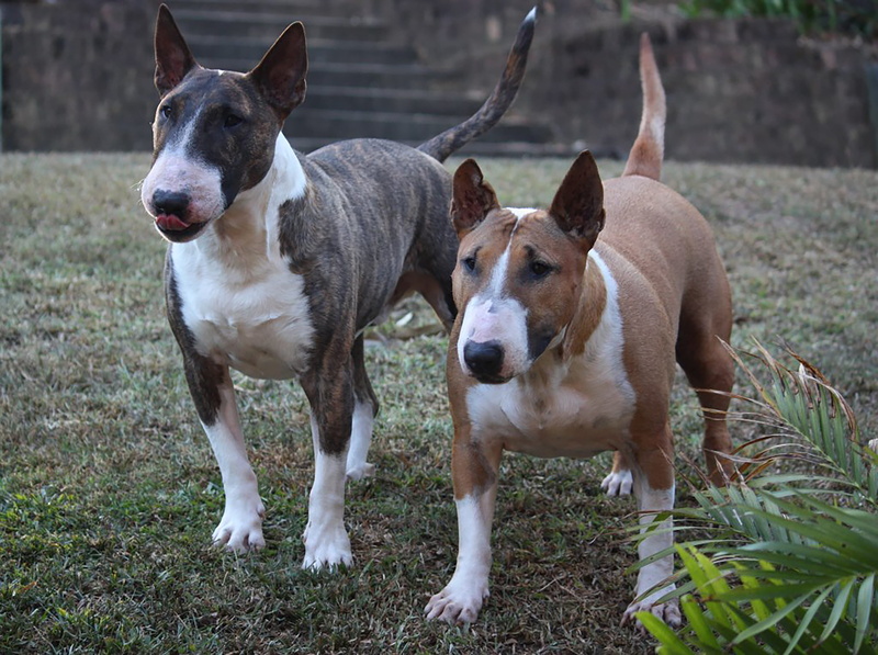 field, jack russell terrier, bull terrier, eyes, pets, brindle, group of animals, ears, two, pet, face, dog, bully, two animals, no people, happy, bullterrier