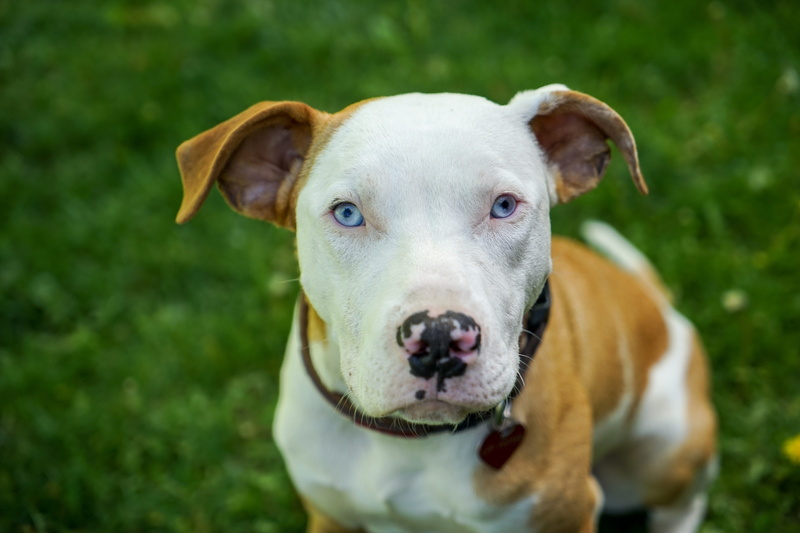 pet, animal head, domestic animals, nature, pit bull mix, best friend, day, pitbull, animal themes, plant, looking at camera, one animal, curiou, no people