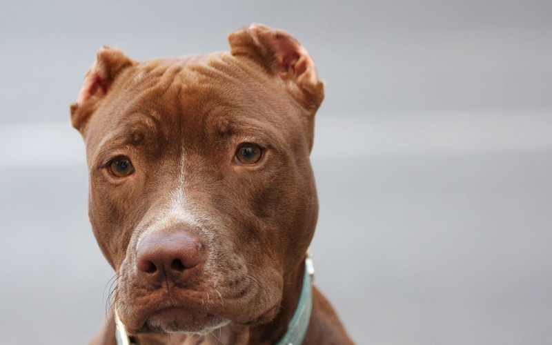 no people, purebred Dog, snout, looking at camera, animal themes, animal head, terrier, brown, american pitbull, american Staffordshire Terrier, animal eye