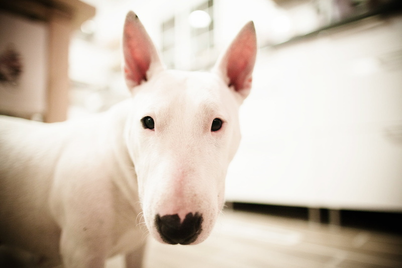 close-up, bull Terrier, canine, face, vertebrate, white, horse, pets, adult, indoors, animal body part, day, mammal, portrait, dog, one Animal, white color