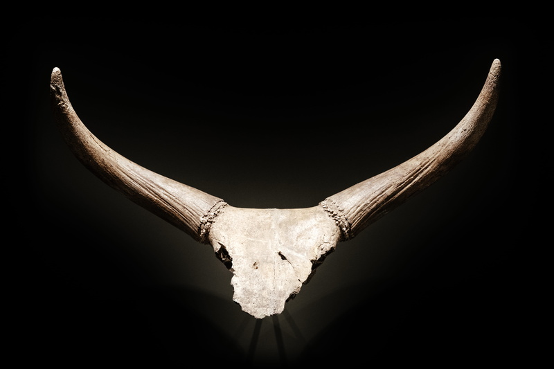 animal wildlife, horn, ancient, animal themes, artifact, antler, historical, body part, studio shot, head, geneva, animal skull, 5K, black, dead, genève