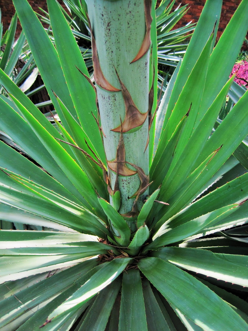 tranquility, succulent plant, palm Tree, nature, no people, close-up, botany, plant part, backgrounds, aloe vera plant, base, 1080P, leaf, full frame