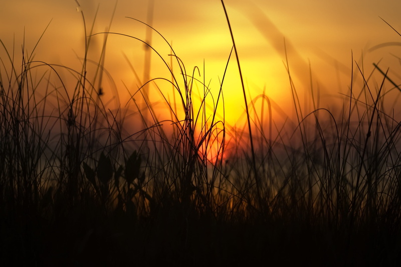 bright, silhouette, summer, sun, evening, sunset, grassland, cloud - sky, morning, dawn, horizon, environment, dark, nature, outdoor, weather, sunny, agriculture