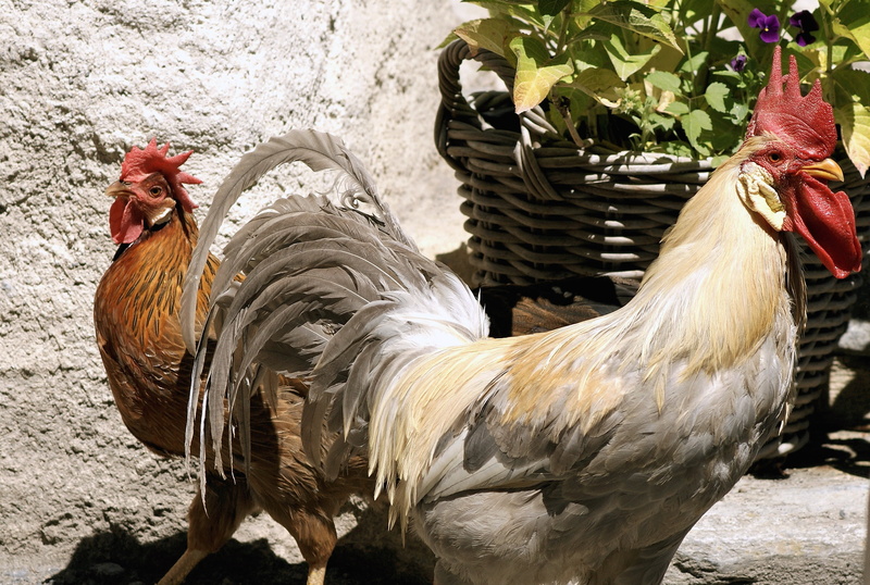 animal themes, animals, poultry, rooster, day, chickens, colorful, pinnate, feather, running, 2K, sunlight, chicken, outdoors, bill, vertebrate, hen, bird