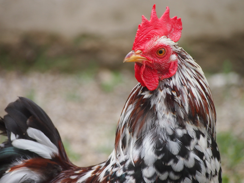 gockel, poultry, animal head, animals crest, bill, hahn, pets, chicken, no people, bird, animal themes, close-up, vertebrate, red, animal eye, chicken - bird