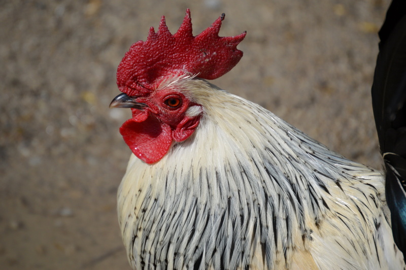 close-up, livestock, gockel, no people, pets, rooster, cockerel, animal, comb, focus on foreground, red, domestic animals, chicken - bird, 5K, vertebrate